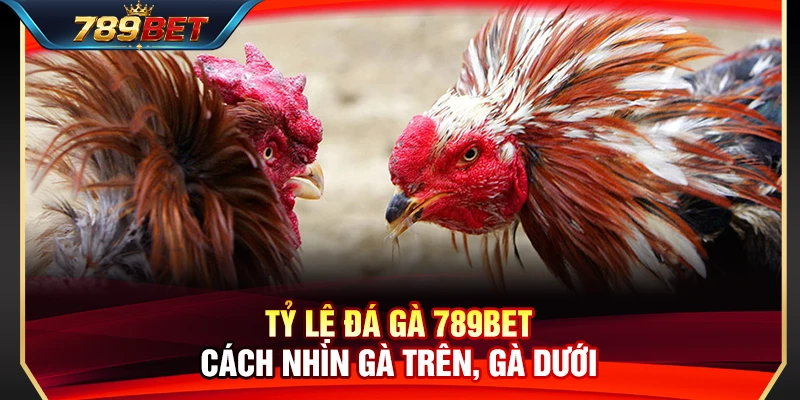 Tỷ Lệ Đá Gà 789BET – Cách Nhìn Gà Trên, Gà Dưới